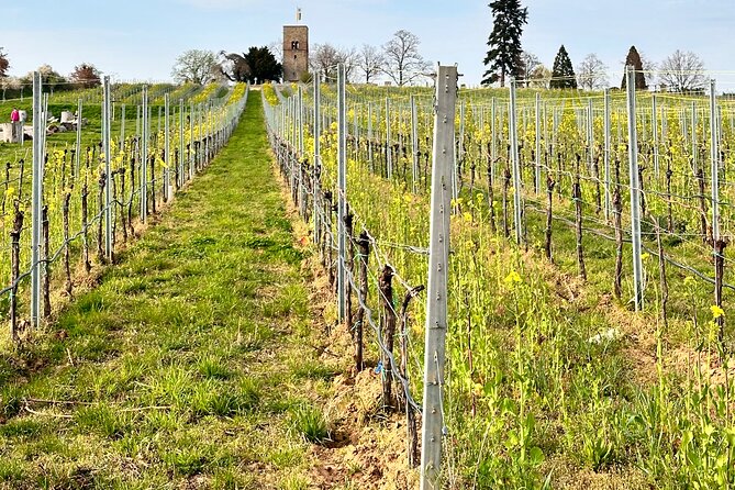 Rhine Valley Wine Tasting Tour from Frankfurt and Mainz - How the pacing feels in a 7–8 hour day