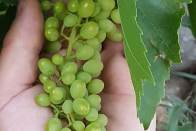 Rhodes Wine & Food Tour: 10 Meal Course Lunch, Wine Tasting, Cooking Class - Wine Tasting With a Certified Sommelier Guide