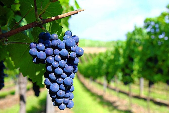 Rhodes Wine & Food Tour: 10 Meal Course Lunch, Wine Tasting, Cooking Class - Transfers, Timing, and What It Means for Cruise Days