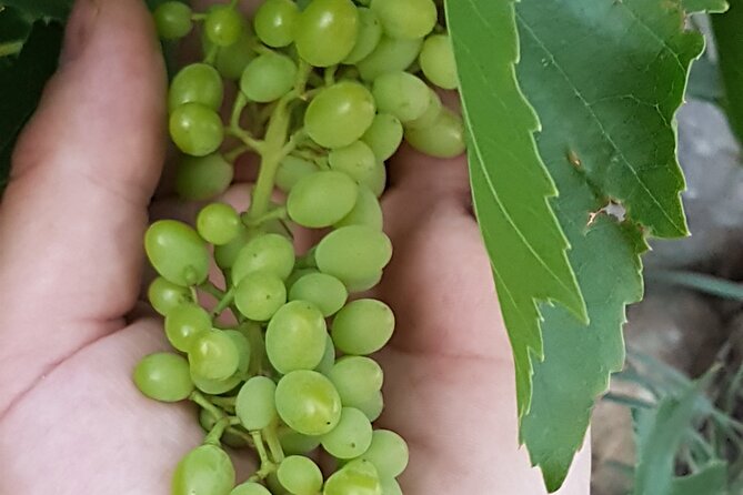 Rhodes Wine & Food Tour: 10 Meal Course Lunch, Wine Tasting, Cooking Class - Wine Tasting With a Certified Sommelier Guide