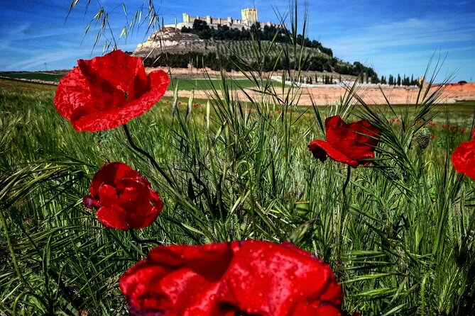 Ribera del Duero:4 Wineries, tasting & Lunch included from Madrid - Lunch at the Winery: Food That Works With the Wine Day