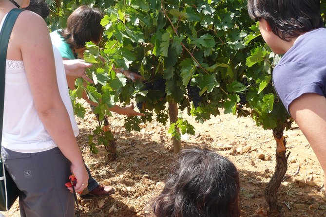 Ribera del Duero Wineries Guided Tour & Wine Tasting from Madrid - Roa lunch time: eat Castilian food without a fixed menu
