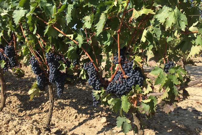 Rioja Wine Tour: 2 Wineries From Bilbao - Rioja From Bilbao Without the Day-Driving Work