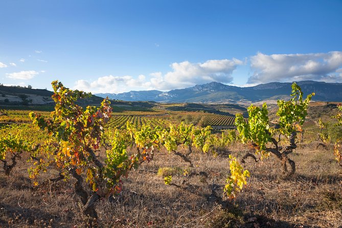 Rioja Wine Tour: 2 Wineries From Bilbao - Winery Stop #1: Why the First Tasting Feels Like the Best One