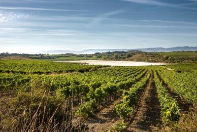 Rioja Wine Tour: 2 Wineries From Bilbao - The Whole Day Plan: Two Wineries and Laguardia Time