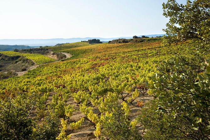 Rioja Wine Tour: 2 Wineries From Bilbao - Winery Stop #2: Comparing Styles Without Losing the Plot