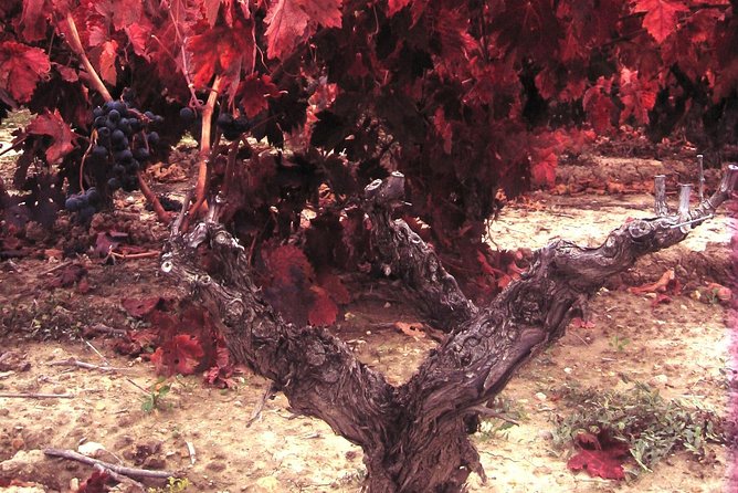 Rioja Wine Tour: 2 Wineries From Bilbao - Price and Value: Is $290.25 a Good Deal?