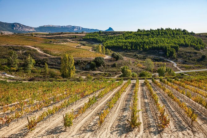 Rioja Wine Tour: 2 Wineries Visit with Tasting from San Sebastian - Key points before you go