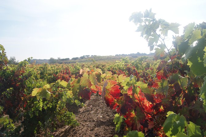 Rioja Wine Tour: 2 Wineries Visit with Tasting from San Sebastian - Small group size: why it feels more personal than a factory tour
