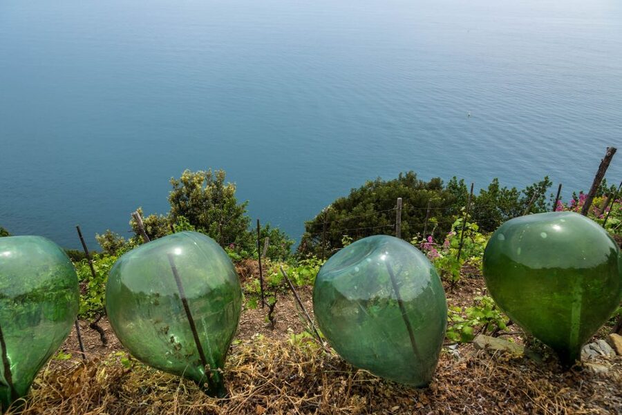 Riomaggiore: Vineyard & Wine Cellar Tour with Wine Tasting - How to meet, what to bring, and how to not hate the hill