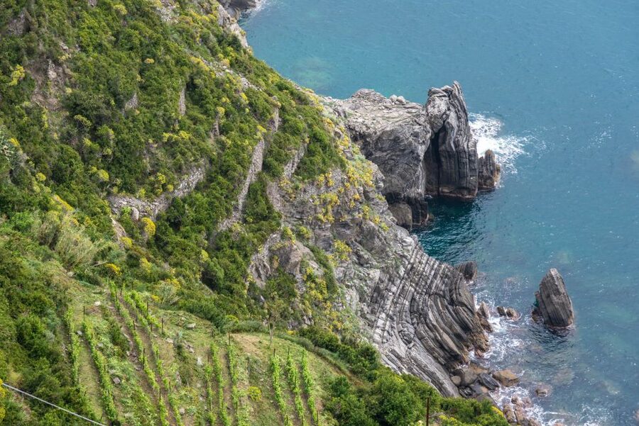 Riomaggiore: Vineyard & Wine Cellar Tour with Wine Tasting - Should you book this Riomaggiore vineyard and wine cellar tour?