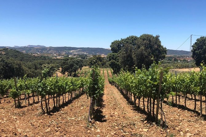 Ronda Day Tour and Winery Visits from Marbella - Key things that make this tour worth your time