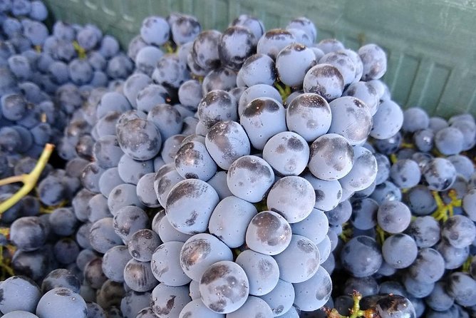 Ronda Day Tour and Winery Visits from Marbella - Cortijo Los Aguilares: vineyard and winery tour plus award-winning pours
