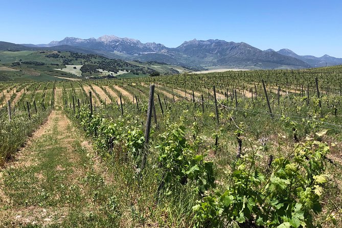 Ronda Day Tour and Winery Visits from Marbella - Who this tour is best for