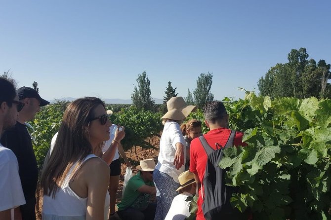 Ronda Day Tour and Winery Visits from Marbella - Ronda in two hours: bullring, Roman town vibes, and Puente Nuevo