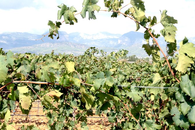 Sa Clasta Mallorca Wine Tours - What “Private for 7 or Fewer” Really Means for Your Day