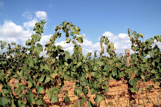 Sa Clasta Mallorca Wine Tours - Price Check: $187.45 for a 6-Hour Wine Day