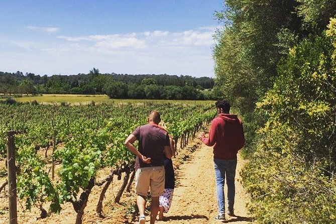 Sa Clasta Mallorca Wine Tours - Lunch With Pa amb Oli: Why the Timing Feels Right