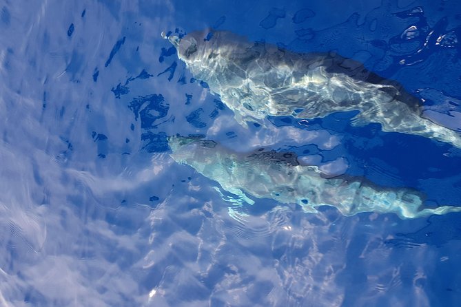 Sailing day trip on Tall Ship Andrea Jensen with Lunch and Wine - Key highlights to know before you go