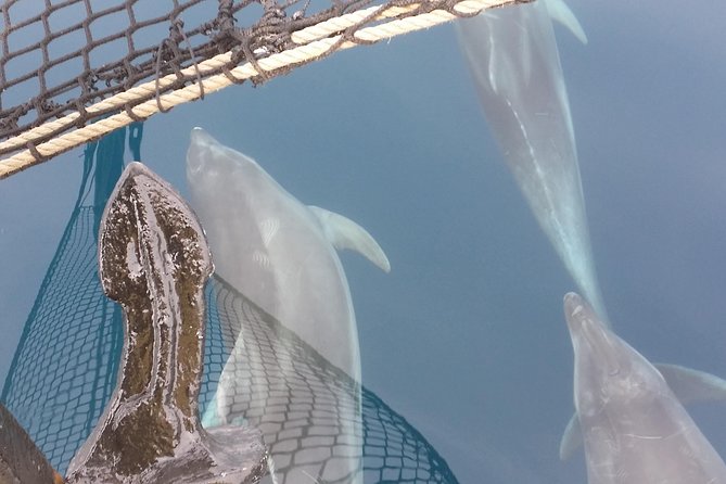 Sailing day trip on Tall Ship Andrea Jensen with Lunch and Wine - Who Should Book This Sail Day (and Who Should Skip It)