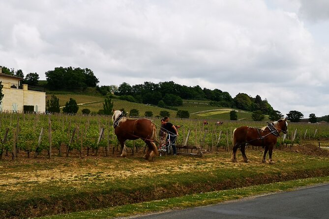 Saint Emilion Half-Day Trip with Wine Tasting & Winery Visit from Bordeaux - Château Wine Tasting: What to Expect from the Red Session
