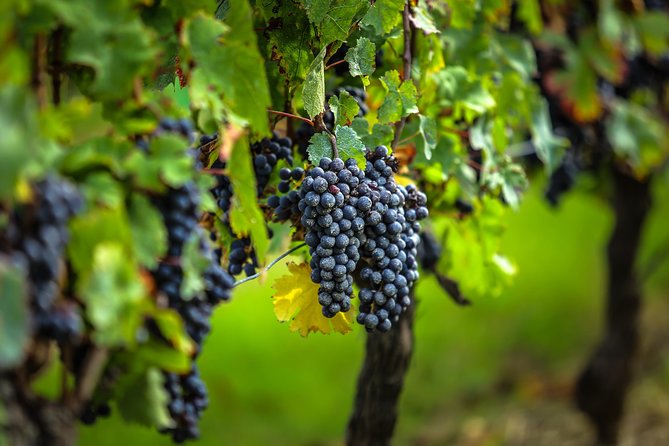 Saint Emilion Half-Day Trip with Wine Tasting & Winery Visit from Bordeaux - The Bordeaux to Saint-Émilion Drive: Comfort and Context
