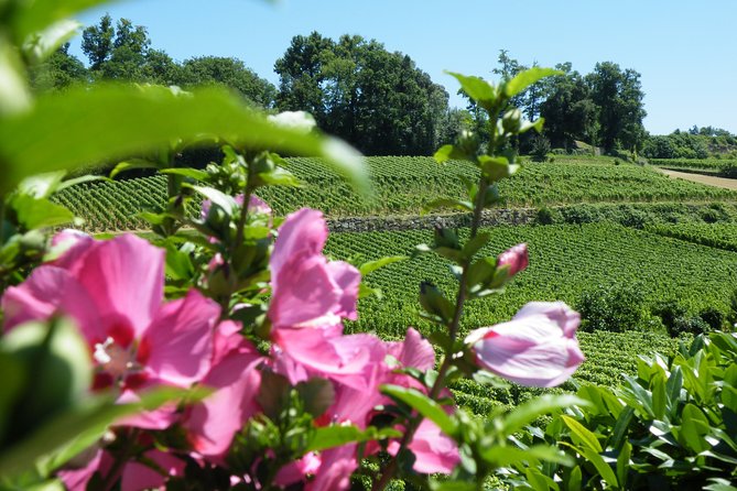 Saint Emilion Wine Tour Tasting Half Day from Bordeaux - Price and Value: What $116.14 Buys You in Real Terms