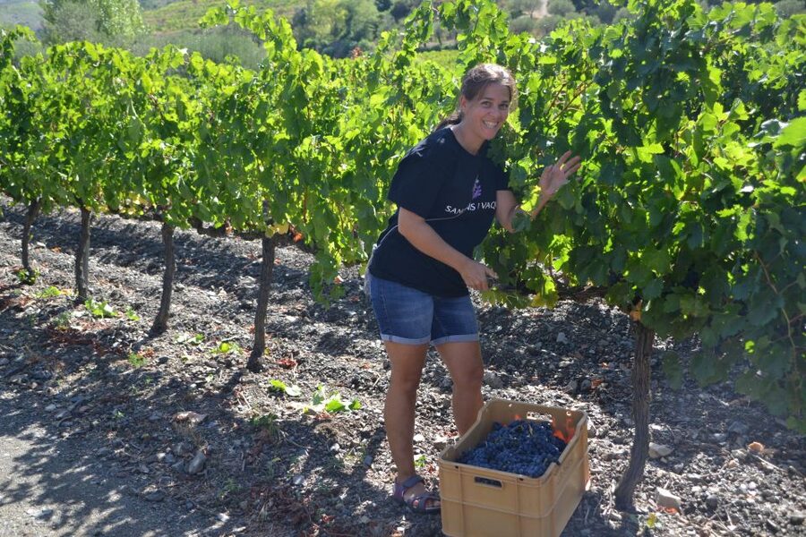 Salou: Easy Bike Tour with Wine Tasting - Vineyard Time: Learning How the Grapes Get Made