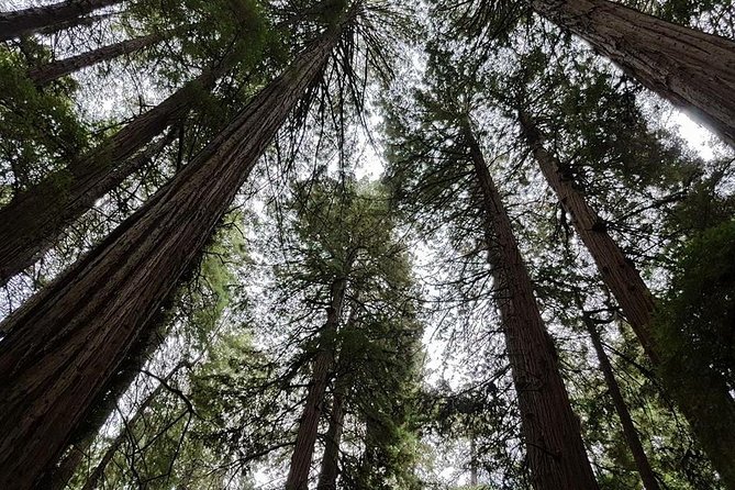 San Francisco: Armstrong Redwoods and Wine Tour with Tastings - Logistics that can make or break the day