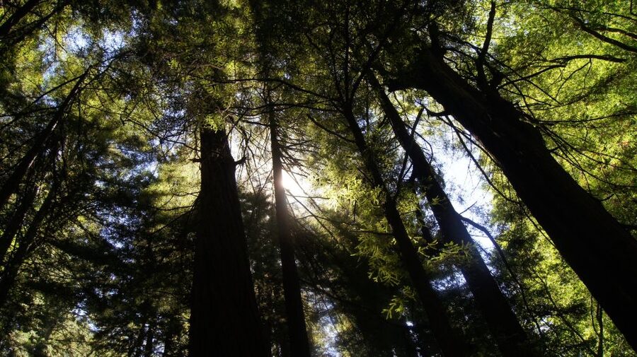 San Francisco: Guided Coastal Redwoods & Wine Country Tour - Fisherman’s Wharf Start and the Golden Gate Day-Trip Feel