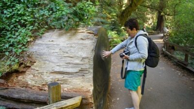 San Francisco: Guided Coastal Redwoods & Wine Country Tour - Korbel Champagne Cellars: The Tour That Makes Tasting Make Sense