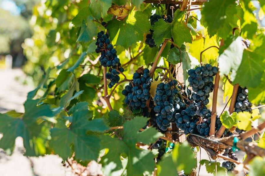 San Francisco: Half-Day Wine Country Excursion with Tastings - The Winery Pair: 2 Stops and 3–5 Tastings at Each