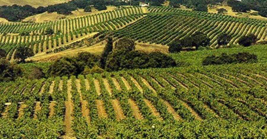 San Francisco: Half-Day Wine Country Tour with Wine Tastings - The bus guide makes or breaks the day