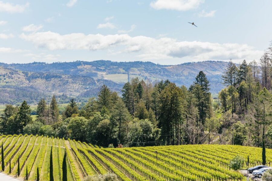 San Francisco: Luxury Small-Group Wine Tour of Napa Valley - Who This Tour Suits Best (And Who Should Think Twice)
