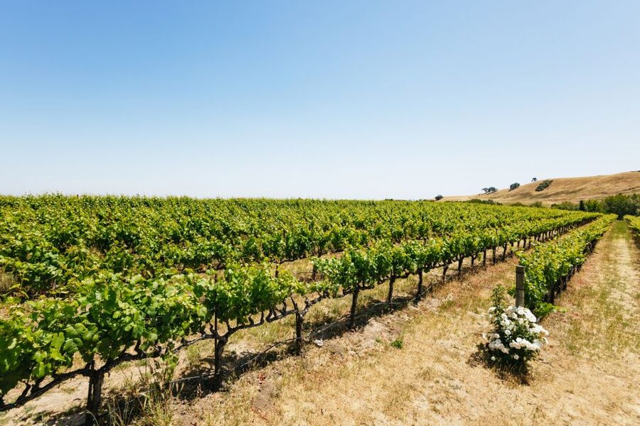 San Francisco: Muir Woods, Napa & Sonoma Valley Wine Tour - Ru Vango Winery in Napa: A Winery Stop With More Personality