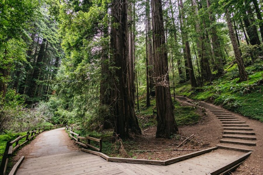 San Francisco: Muir Woods, Napa & Sonoma Valley Wine Tour - Jacuzzi Family Vineyards: Another Hour to Taste, Ask, and Look Around