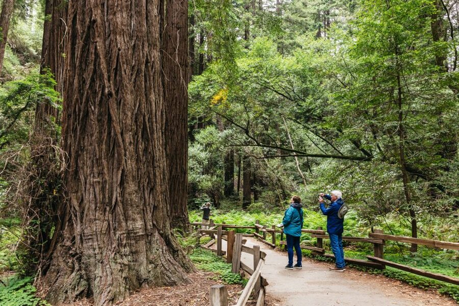 San Francisco: Muir Woods, Napa & Sonoma Valley Wine Tour - The Golden Gate Bridge Loop and the Bus Time That Counts
