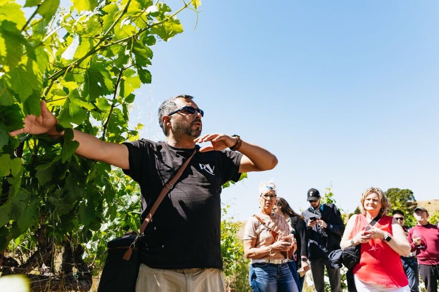 San Francisco: Napa and Sonoma Valley Wine Tour - Who This Tour Fits Best (and Who Should Rethink)