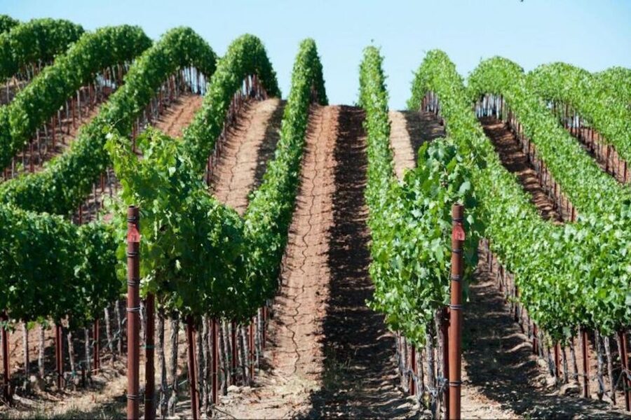 San Francisco: Napa Valley Half-Day Wine Tour with Tastings - The San Francisco to Napa rhythm: why this is a good half-day