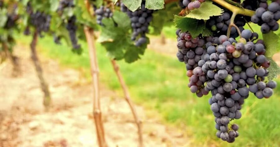 San Francisco: Napa Valley Half-Day Wine Tour with Tastings - Madonna Estate vs Ru Vango (and what to expect from each)
