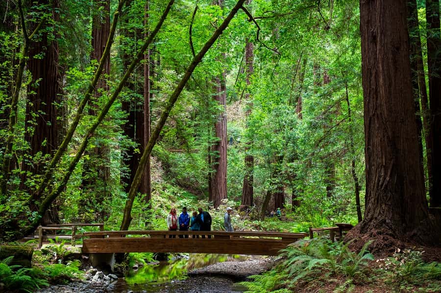 San Francisco: Redwood & Wine Country Tour with Lunch & Wine - Getting from San Francisco hotels to Muir Woods before the crowds
