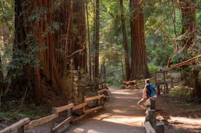 San Francisco: Redwood & Wine Country Tour with Lunch & Wine - Muir Woods National Monument: an hour walk among towering redwoods