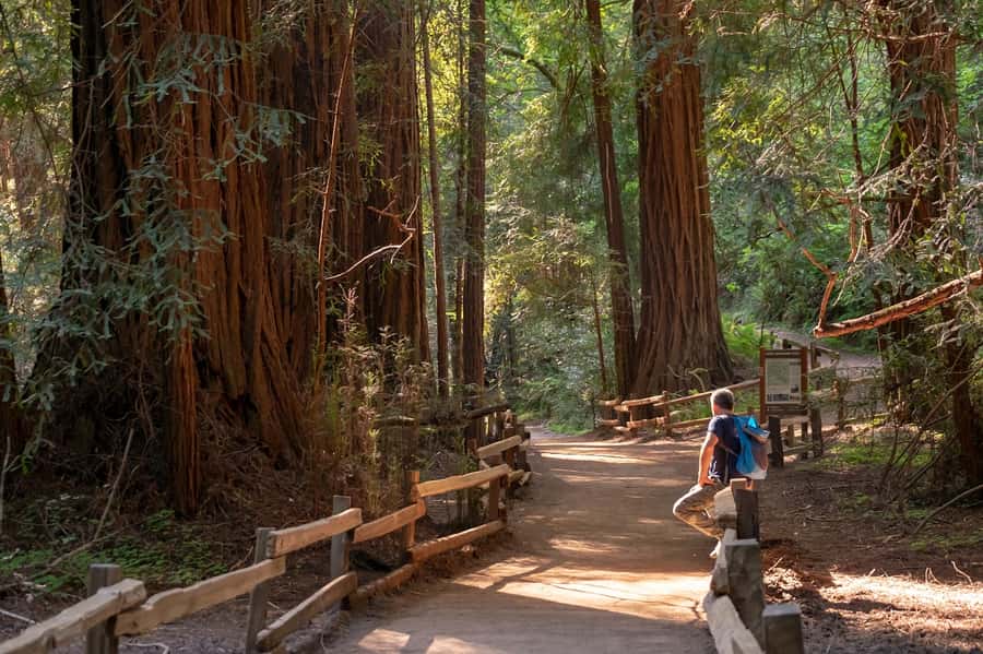 San Francisco: Redwood & Wine Country Tour with Lunch & Wine - Muir Woods National Monument: an hour walk among towering redwoods