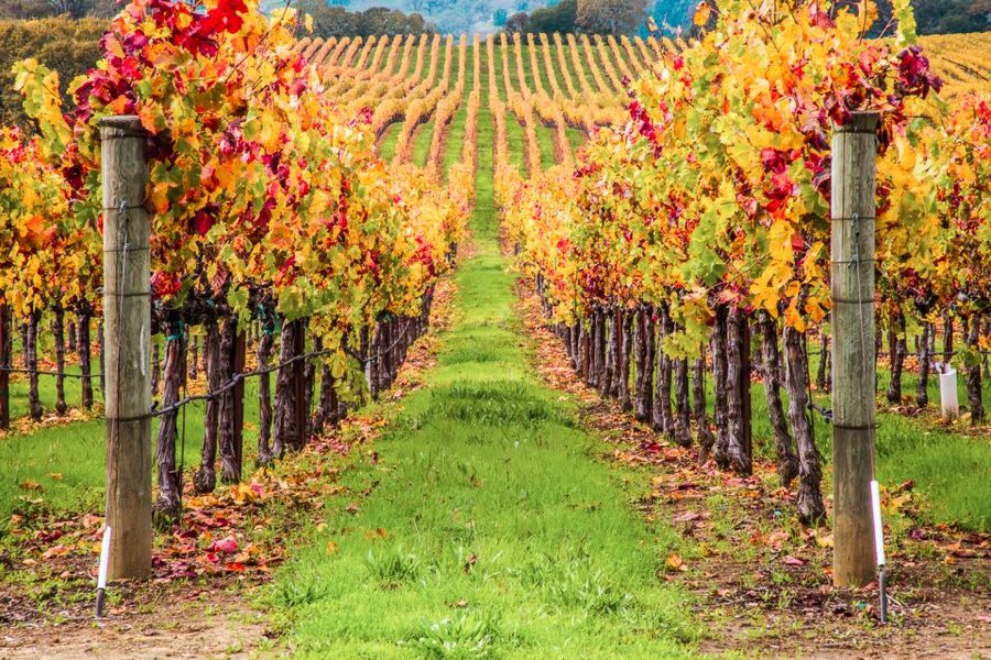 San Francisco: Sonoma Wine Country Tour with Tastings - Should you book it? My straight answer