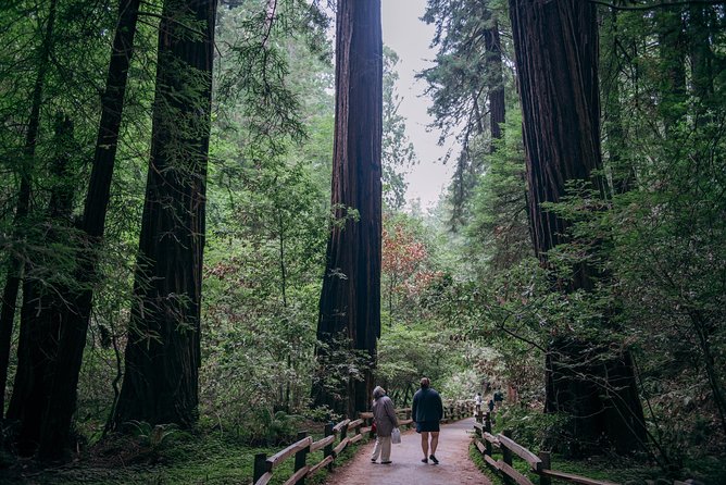 San Francisco Super Saver: Muir Woods & Wine Country w/ optional Gourmet Lunch - Muir Woods in one hour: what you’ll actually do under the redwoods