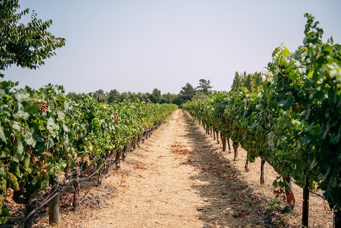 San Francisco Super Saver: Muir Woods & Wine Country w/ optional Gourmet Lunch - Napa’s RuVango Winery: the first tasting that sets your palate