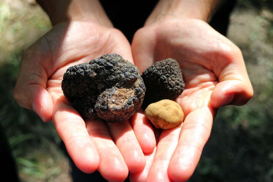 San Gimignano: Truffle Hunting with Lunch & Wine Tasting - Meeting Tenuta Torciano: Quick Start, Easy Rhythm