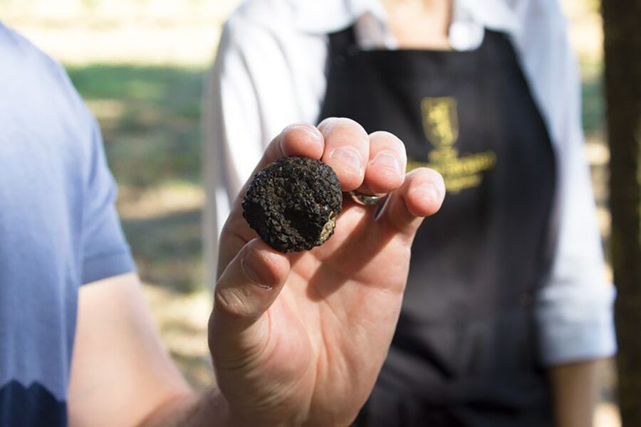 San Gimignano: Truffle Hunting with Lunch & Wine Tasting - Price and Value: Is $215.24 Worth It?