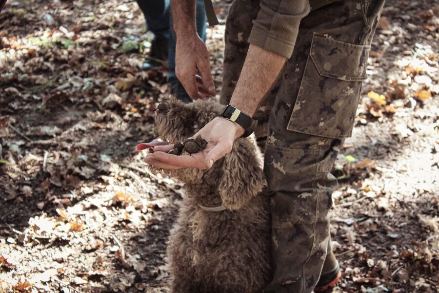 San Gimignano: Truffle Hunting with Lunch & Wine Tasting - The Truffle Hunt With Sniffer Dogs: It’s More Than Just Watching