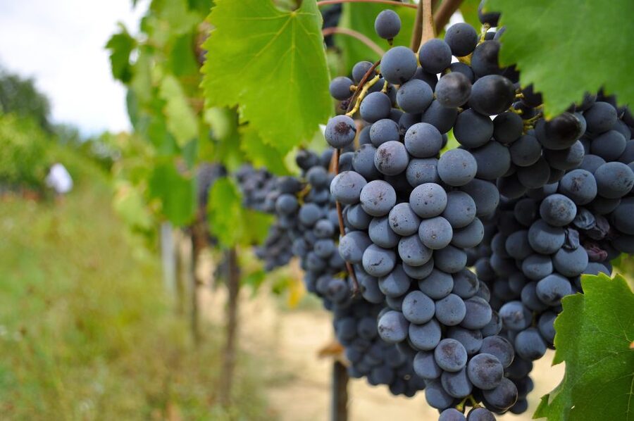 San Gimignano: Vineyard and Cellar Tour with Wine Tasting - Price and value: what $53 gets you in a small-group setup